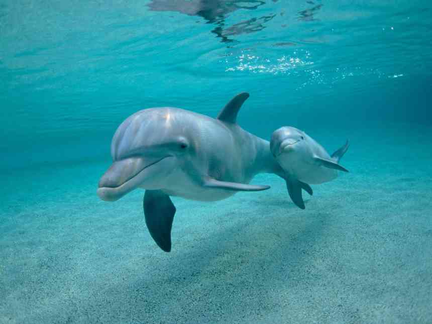 Дельфины1