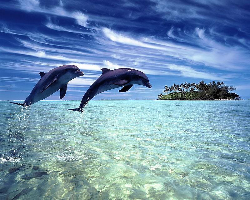 Дельфины4