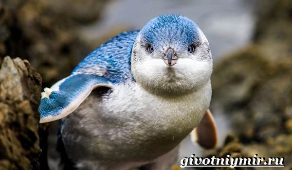 Малый пингвин 1