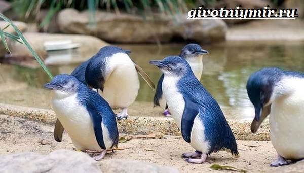 Малый пингвин
